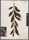 Foto von Salix appendiculata Vill.